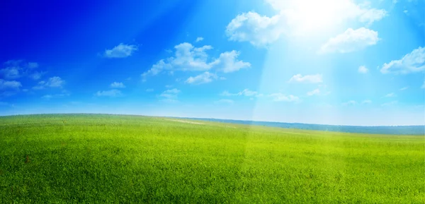 Feld von Sommer grünem Gras — Stockfoto