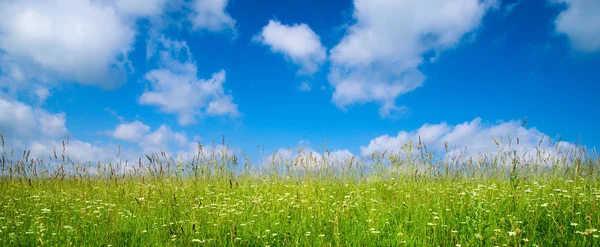 Летняя Трава Голубое Небо — стоковое фото