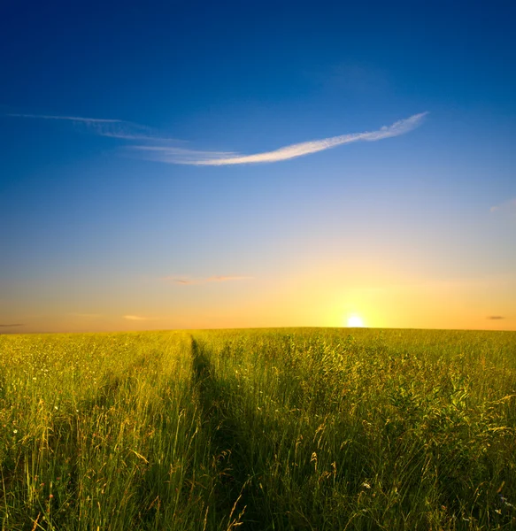 Gräsfält och solnedgång — Stockfoto