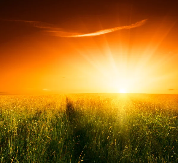 Grasveld Zonsondergang — Stockfoto