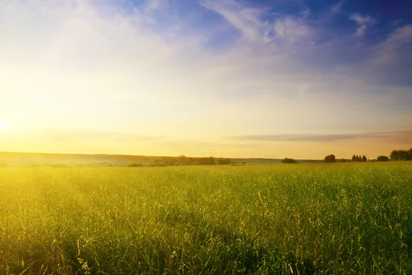 Gebied van zomer gras en zonsondergang — Stockfoto