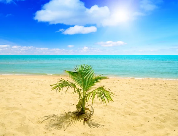 Palm en Oceaan — Stockfoto