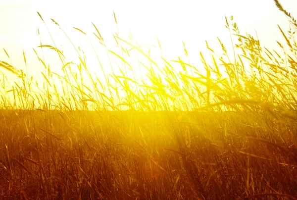 Feld Von Gras Und Sonnenuntergang — Stockfoto