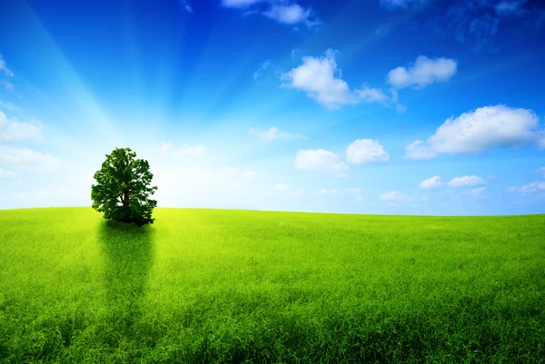 Одно дерево и солнце — стоковое фото