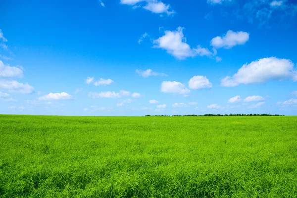 Yaz çimen ve mavi gökyüzü — Stok fotoğraf