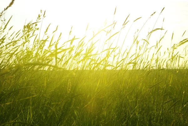 夏草や日没の分野 — ストック写真