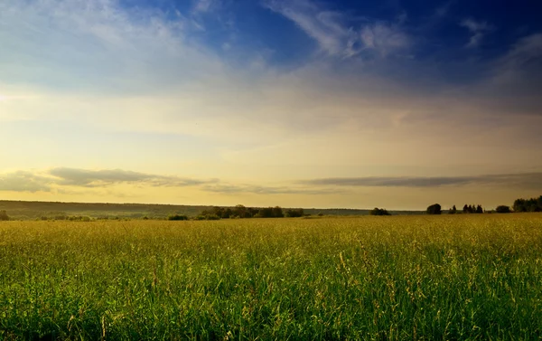 Letní trávy a západ slunce — Stock fotografie