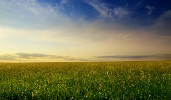 Поле Летней Травы Заката — стоковое фото