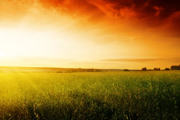 Campo di erba estiva e tramonto — Foto Stock
