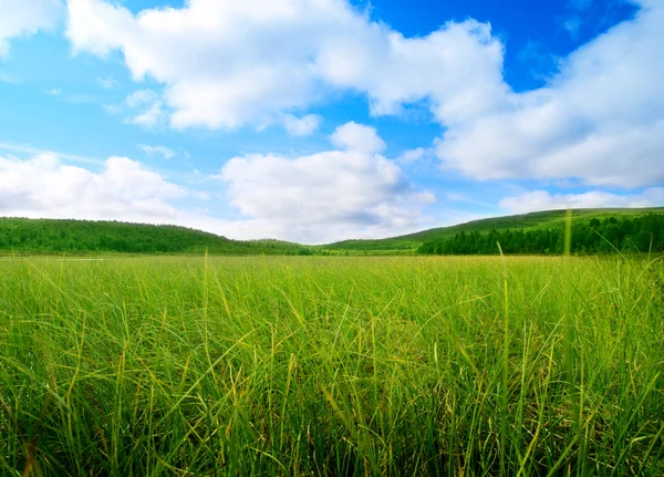Северные Горы Зеленая Трава — стоковое фото