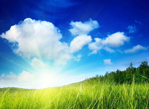 Трава и идеальное небо — стоковое фото