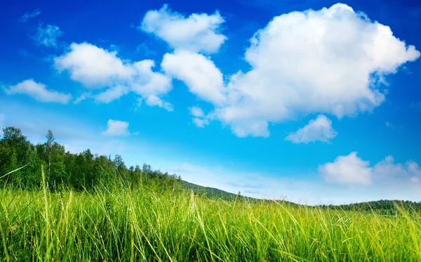 Gras Und Perfekter Blauer Himmel — Stockfoto