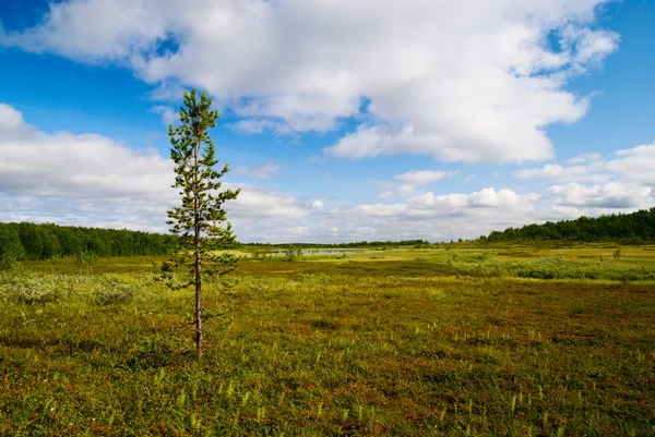 Tundra Del Norte Rusia Península Kola — Foto de Stock