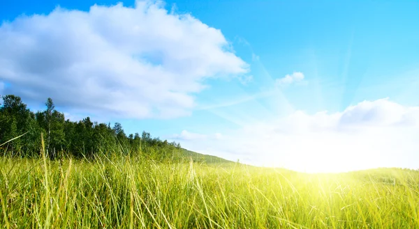 Трава Совершенное Голубое Небо — стоковое фото