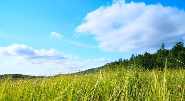 Gräs och perfekt sky — Stockfoto