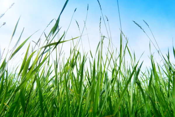 緑の夏の草と太陽 — ストック写真