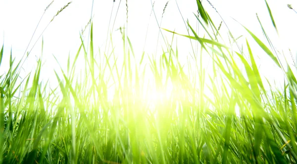 緑の夏の草と太陽 — ストック写真