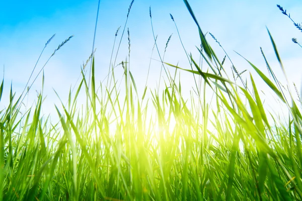 Yaz Yeşil Çimen Güneş — Stok fotoğraf