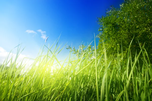 绿夏草和太阳 — 图库照片