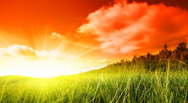 Gras Und Roter Sonnenuntergang — Stockfoto