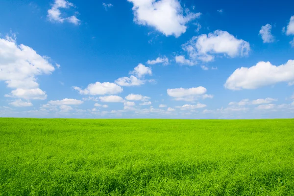 完璧な草原と完璧な青空 — ストック写真