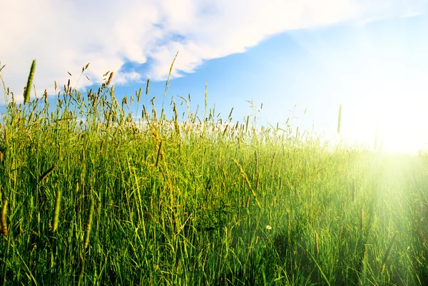 Zonsondergang en groen gras — Stockfoto