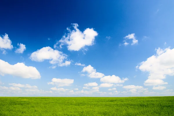 亜麻と青い空のフィールド — ストック写真