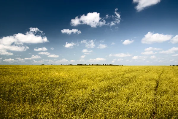 Field Grass Cloudy Sky — Stock Photo, Image