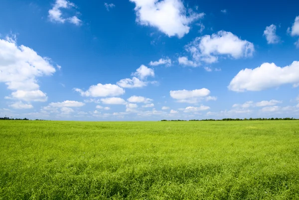 Field of flax and blue sky — Stock Photo, Image