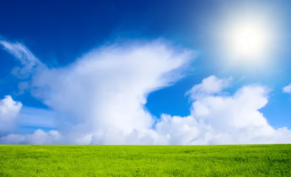 Поле Льна Голубого Неба — стоковое фото