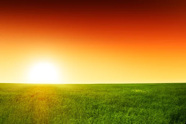 Gräsfält Och Solnedgång — Stockfoto