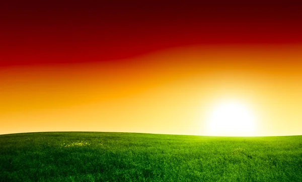 stock image Field of grass and sunset