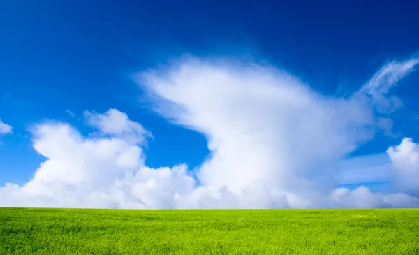 Field Flax Blue Sky — Stock Photo, Image