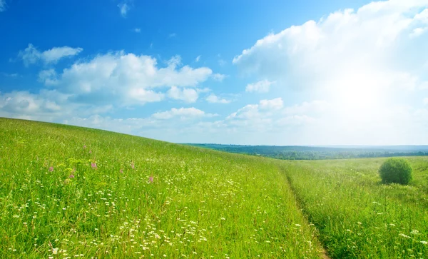 Campo verde e cielo blu — Foto Stock
