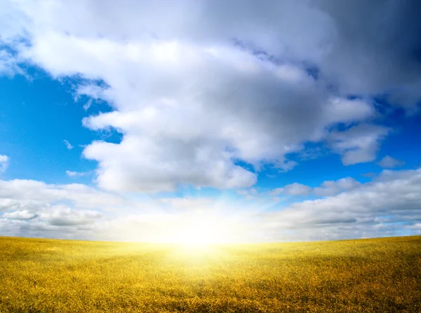 Ідеальне поле і блакитне небо — стокове фото