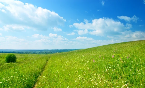 Grüne Wiese Und Blauer Himmel — Stockfoto