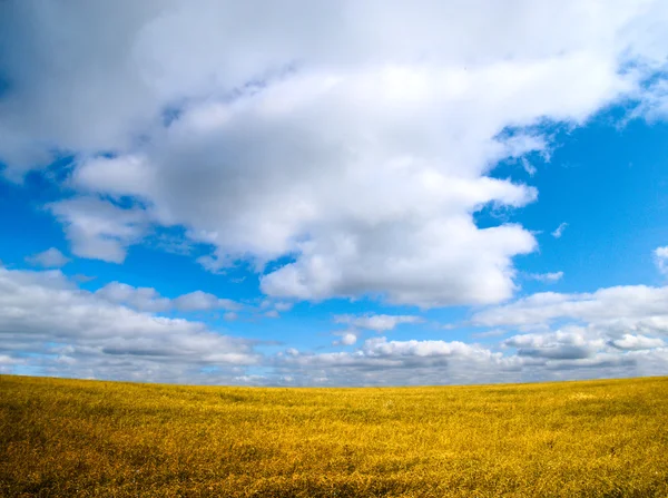 Perfekt Fält Och Blå Himmel — Stockfoto