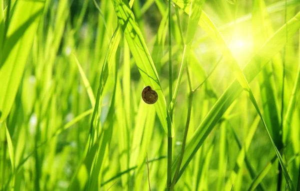 Sommaren Gröna Gräs Och Snigel — Stockfoto