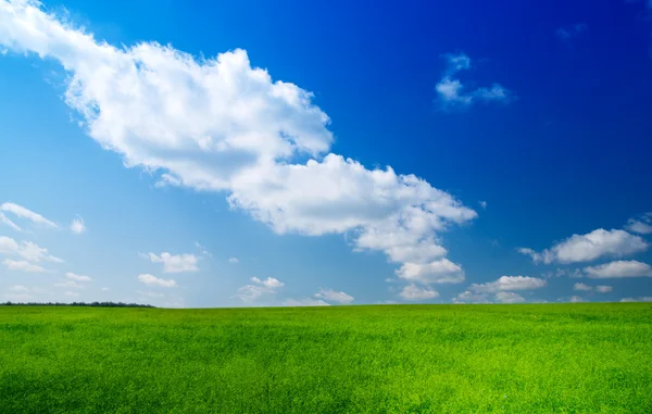 緑の野と青い空 — ストック写真