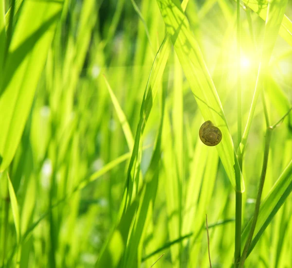 夏の緑の草とカタツムリ — ストック写真