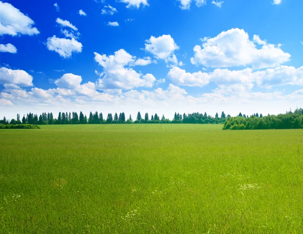 领域的完美的夏天草 — 图库照片