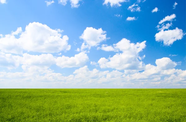 Поле льону і блакитного неба — стокове фото