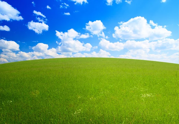 Perfekt sommar gräs — Stockfoto