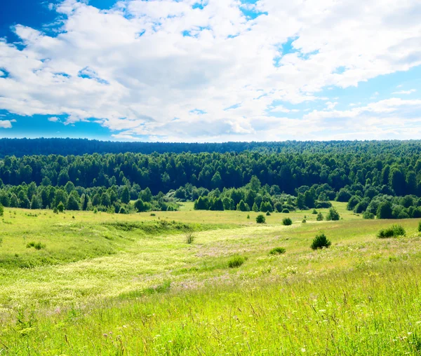 Feld aus grünem Gras — Stockfoto