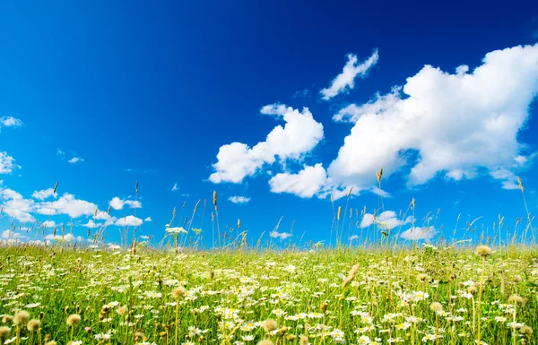 ひなぎくの野原や完璧な空 — ストック写真
