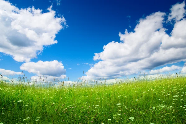 Feld aus frischem Sommergras und Wolken — Stockfoto