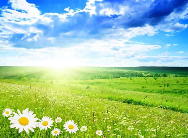 Field Daisies Perfect Sky — Stock Photo, Image