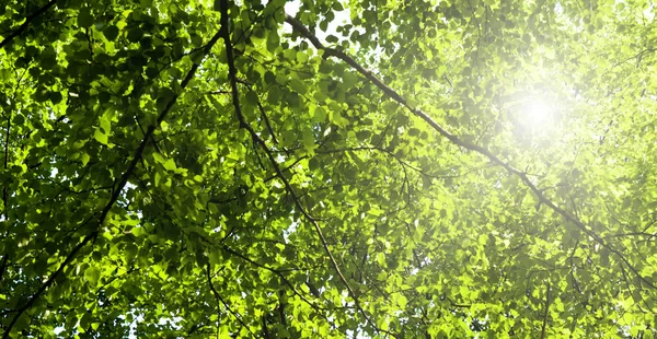 Sluneční Světlo Hlubokých Lesích — Stock fotografie