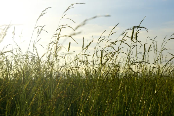 Gün batımı ve çim — Stok fotoğraf