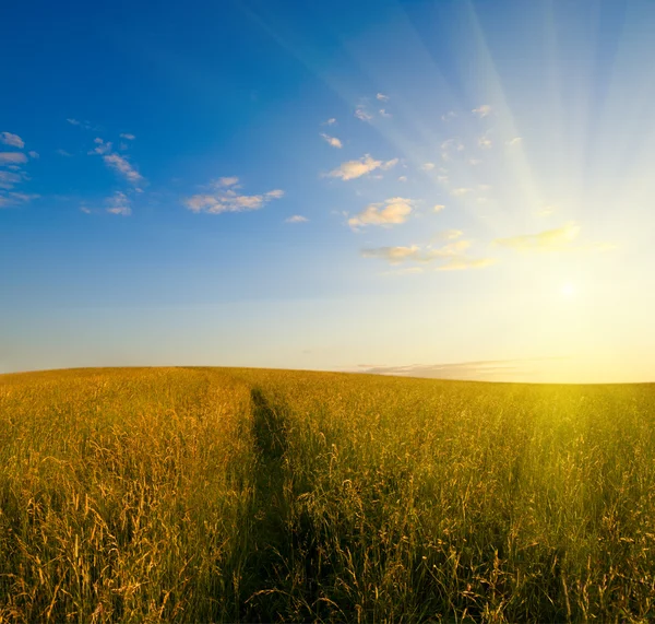 Solnedgång Och Fältet Gräs — Stockfoto